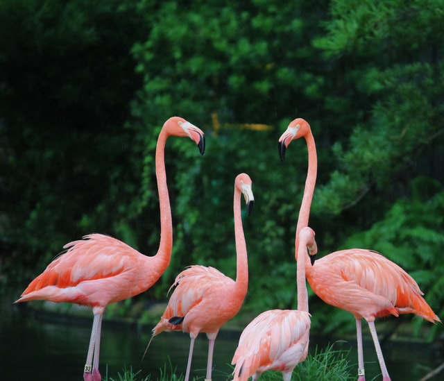 a-group-of-flamingos