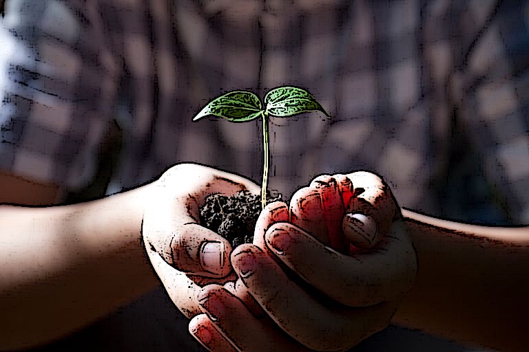 plant-seedling-held-in-hands-2