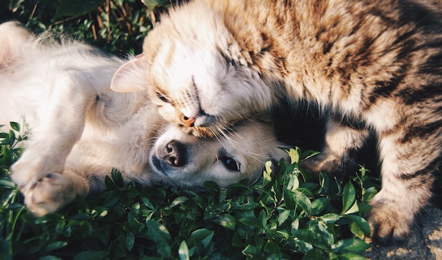 a-dog-and-cat-cuddling-outdoors
