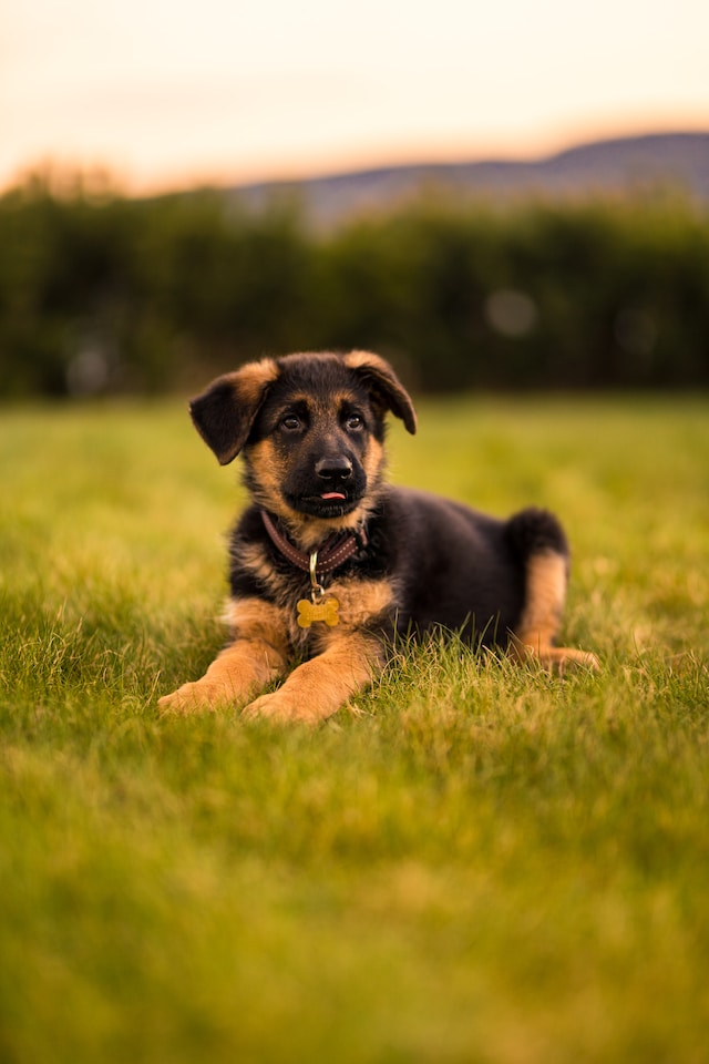 black-and-tan-german-shepherd-puppy